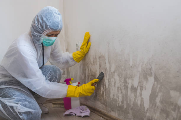 Best Localized Mold Remediation (e.g., coastal areas, humid climates) in Elkins, AR