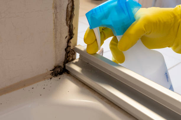 Best Emergency Mold Remediation in Elkins, AR