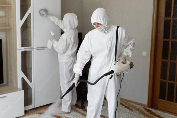 Best White Mold Remediation in Elkins, AR