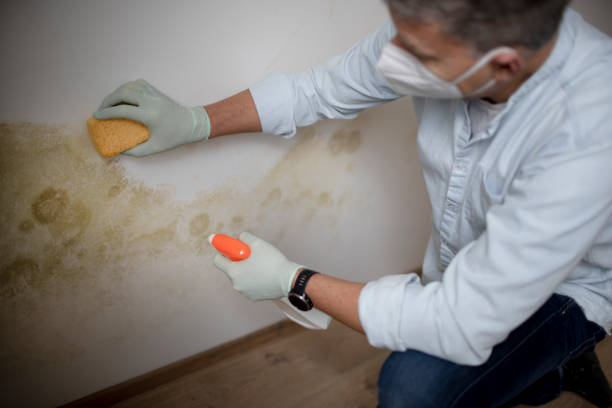 Best Black Mold Remediation in Elkins, AR