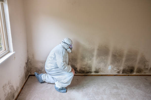 Best Residential Mold Remediation in Elkins, AR